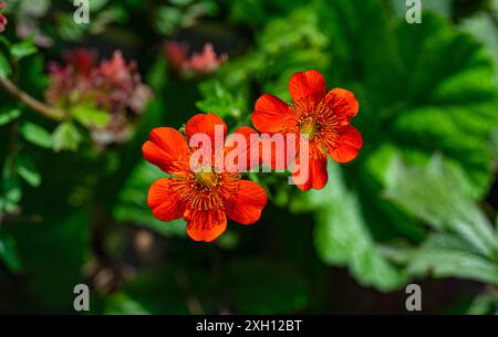 Scarlatto Avens (Geum coccineum) primo piano di fiori. Kit giardino botanico, Karlsruhe, Baden Wuerttemberg, Germania Foto Stock