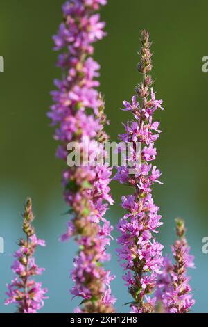 amante del sole sospeso (Helophilus pendulus) su una spargiada comune, Lythrum salicaria o loosestrife viola Foto Stock