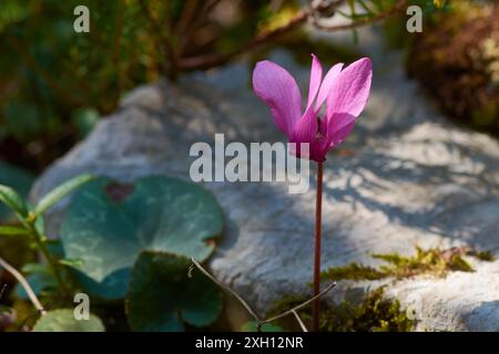 Ciclamino selvaggio in autunno nelle Dolomiti Foto Stock