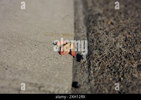 Small Leaf and Rock che riposa sulla pavimentazione a lato della strada, Basking in the Bright Late Afternoon Sunlight Foto Stock