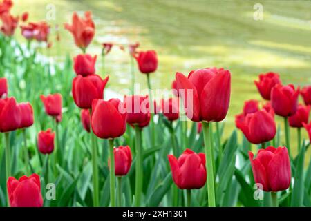 Aiuola con tulipani rossi di Gesner in un giardino fiorito. Foto Stock