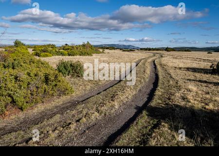 Riserva di caccia di Sonsaz, Cantalojas, Guadalajara, Spagna Foto Stock