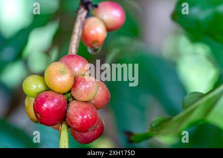 Scena ravvicinata di un mucchio di frutta di caffè sul ramo di un albero. I frutti di caffè maturi hanno un sapore dolce e distinto e sono spesso spremuto Foto Stock