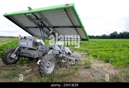 11 luglio 2024, Baviera, Swabhausen: Un robot zuppa si trova in un campo di barbabietola da zucchero durante il viaggio annuale di stampa del raccolto organizzato dall'Associazione degli agricoltori bavaresi e dal Ministero dell'Agricoltura. Durante il viaggio, il ministro bavarese dell'agricoltura e il vicepresidente dell'Associazione degli agricoltori bavaresi hanno fornito informazioni sullo stato di avanzamento della vegetazione dei seminativi e hanno fornito una prospettiva sul raccolto. Foto: Sven Hoppe/dpa Foto Stock