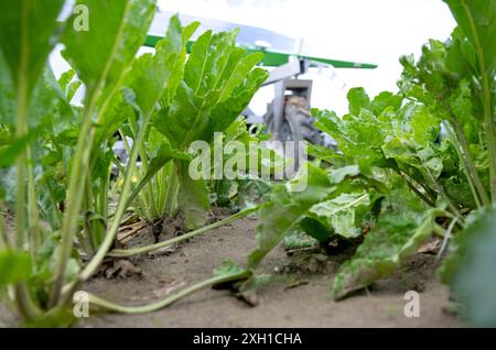 Schwabhausen, Germania. 11 luglio 2024. Un robot zappa si trova in un campo di barbabietola da zucchero durante la campagna stampa annuale organizzata dall'Associazione Bavarese agricoltori e dal Ministero dell'Agricoltura. Durante il viaggio, il ministro bavarese dell'agricoltura e il vicepresidente dell'Associazione degli agricoltori bavaresi hanno fornito informazioni sullo stato di avanzamento della vegetazione dei seminativi e hanno fornito una prospettiva sul raccolto. Crediti: Sven Hoppe/dpa/Alamy Live News Foto Stock