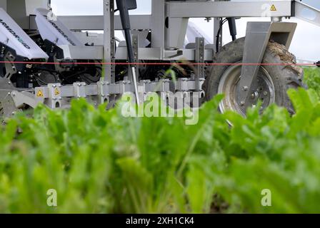 Schwabhausen, Germania. 11 luglio 2024. Un robot zappa si trova in un campo di barbabietola da zucchero durante la campagna stampa annuale organizzata dall'Associazione Bavarese agricoltori e dal Ministero dell'Agricoltura. Durante il viaggio, il ministro bavarese dell'agricoltura e il vicepresidente dell'Associazione degli agricoltori bavaresi hanno fornito informazioni sullo stato di avanzamento della vegetazione dei seminativi e hanno fornito una prospettiva sul raccolto. Crediti: Sven Hoppe/dpa/Alamy Live News Foto Stock