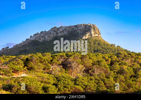 Pini sulla collina di es Telegraf vicino a Cala Mesquida, Maiorca, Spagna Foto Stock