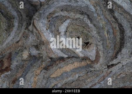 Struttura superficiale del nido di calabrone Foto Stock