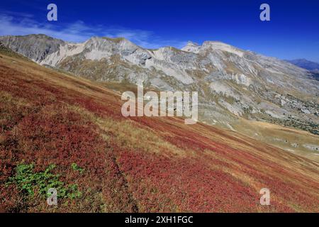 Francia, Hautes-Alpes, Agnières-en-Dévoluy, paesaggio montano con mirtilli, massiccio dell'Aiguilles e Grand Ferrand Foto Stock