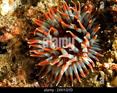 Nymphaea colorata, Dahlia anemone (Urticina felina), con ampi tentacoli aperti sul fondo marino. Sito per immersioni Maharees Islands, Castlegregory, Co Kerry Foto Stock