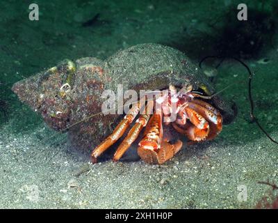 Un granchio eremita a strisce (pagurus anachoretus) nel suo guscio si muove attraverso il fondale sabbioso. Sito per immersioni Rinvyle, Co Galway, Mare d'Irlanda, Nord Atlantico Foto Stock