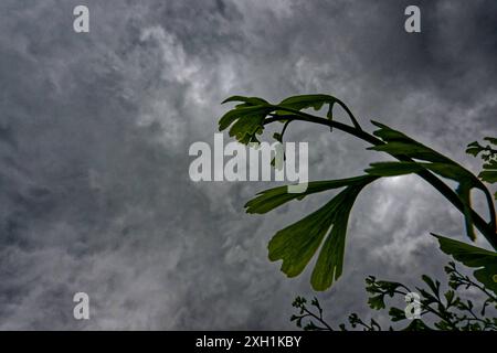 Dunkle Wolken al Vorboten des Unwetters. Die Blätter des Ginkgos im Sturm. Siegsdorf Bayern Deutschland *** nuvole scure come precursori della tempesta le foglie del ginkgo nella tempesta Siegsdorf Baviera Germania Copyright: XRolfxPossx Foto Stock