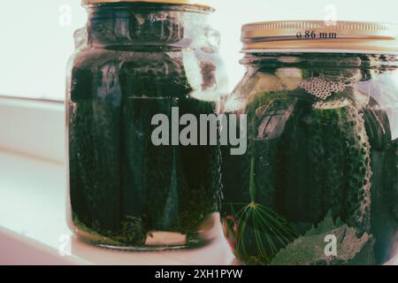 Vaso di vetro di cetrioli conservati. Barattolo di cetrioli verdi sottaceto con aneto ed erbe aromatiche. Verdure marinate. Ricetta di sottaceti in scatola. Foto Stock