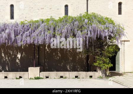 Fiori di Wisteria contro il muro della chiesa di Belleville en Beaujolais, Francia Foto Stock