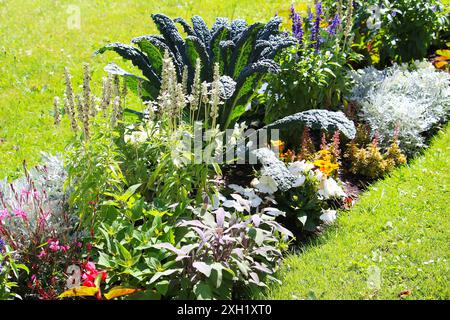 Letto da giardino misto con fiori, verdure (Lacinato kale) ed erbe (salvia) accanto al prato Foto Stock