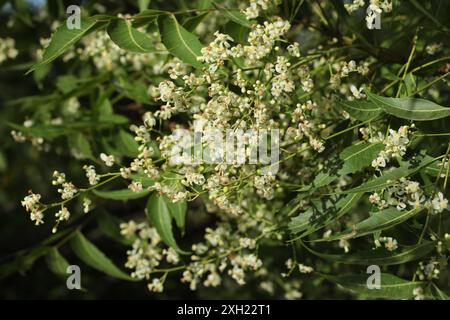 Fiori di Neem. Bellissimi fiori bianchi freschi in fiore alla luce del sole mattutino. Gruppo di fiori bianchi con foglie verdi sull'albero. Foto Stock