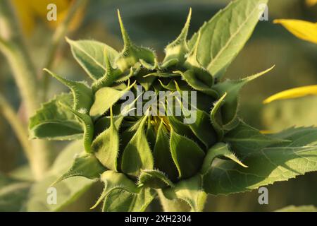 Bocciolo di girasole che cresce in giardino. Primo piano della natura. Foto Stock