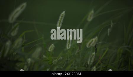 Foxtail Grass, sfondo naturale. Foto Stock