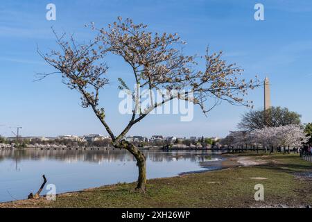 Uno degli alberi di ciliegio in fiore, dopo il picco della fioritura, nella sua ultima stagione primaverile, prima di essere abbattuto. Prevenzione delle inondazioni nei bacini mareali di Washington DC Foto Stock