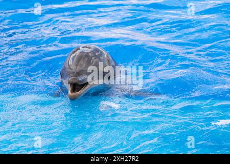 Ritratto di un delfino che nuota in una piscina blu. Il delfino sorride e ha la bocca aperta. L'acqua è limpida e blu. Foto Stock