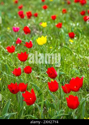 Splendido campo di tulipani rossi e gialli in piena fioritura in una giornata di primavera assolata, che rappresenta la natura e la freschezza. Foto Stock