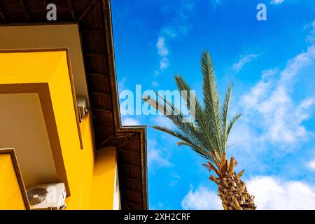 Foglie di palma verdi e tetto di case gialle contro il cielo blu. Palme alla luce del sole estivo retroilluminato. Vista dal basso verso l'alto. Foto di alta qualità Foto Stock