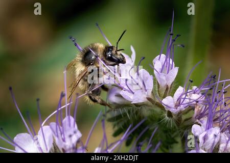 Lacy Phacelia (Phacelia tanacetifolia) fiori viola con bumblebee Foto Stock