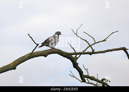 Un piccione di legno siede su un ramo asciutto di un albero morto Foto Stock