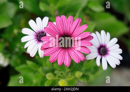 I bellissimi fiori delle margherite del Capo Foto Stock