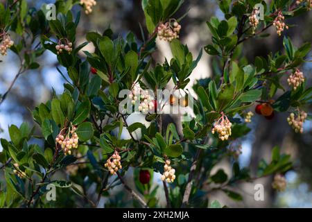 Particolare dei rami di un arbutus con i suoi frutti. Foto Stock