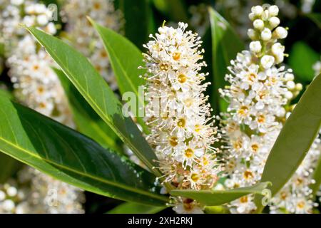 Ciliegio o alloro comune (prunus laurocerasus), primo piano di una punta di fiori bianchi dell'arbusto comunemente piantato in parchi e giardini. Foto Stock