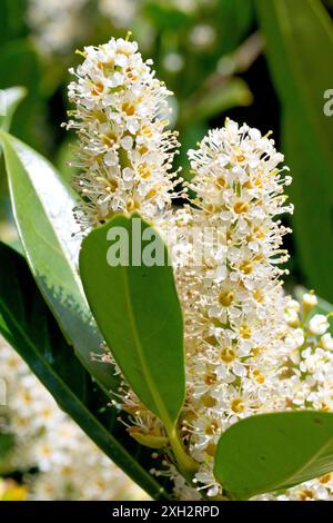 Ciliegio o alloro comune (prunus laurocerasus), primo piano di punte dei fiori bianchi dell'arbusto comunemente piantate in parchi e giardini. Foto Stock