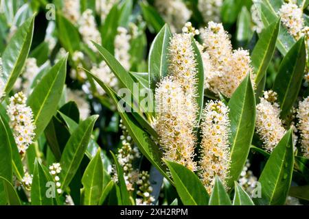 Ciliegio o alloro comune (prunus laurocerasus), primo piano delle punte di fiori bianchi e foglie dell'arbusto ampiamente piantate in parchi e giardini. Foto Stock