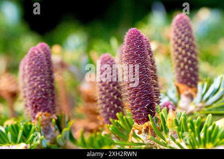 Fir coreano (abies koreana), primo piano dei fiori viola femminili o coni che crescono su un piccolo albero in un cimitero locale. Foto Stock