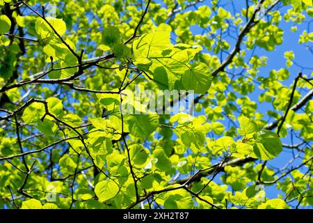 Wych Elm (ulmus glabra), da vicino guardando attraverso le nuove foglie o il fogliame dell'albero, retroilluminato dal sole primaverile contro un cielo blu. Foto Stock