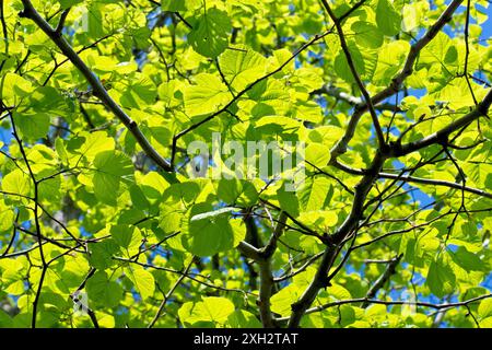 Wych Elm (ulmus glabra), da vicino guardando attraverso le nuove foglie o il fogliame dell'albero, retroilluminato dal sole primaverile contro un cielo blu. Foto Stock