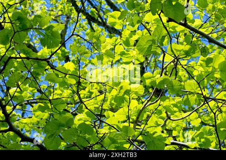 Wych Elm (ulmus glabra), da vicino guardando attraverso le nuove foglie o il fogliame dell'albero, retroilluminato dal sole primaverile contro un cielo blu. Foto Stock