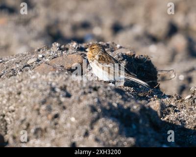 Un Twite, Linaria flavirostris, che si nutrono in un campo arato. Foto Stock