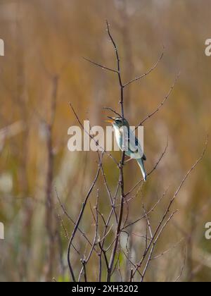 Una parula delle siepi, Acrocephalus schoenobaenus, che canta da un cespuglio. Foto Stock