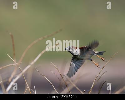 Un passero maschile, Passer domesticus, in volo. Foto Stock