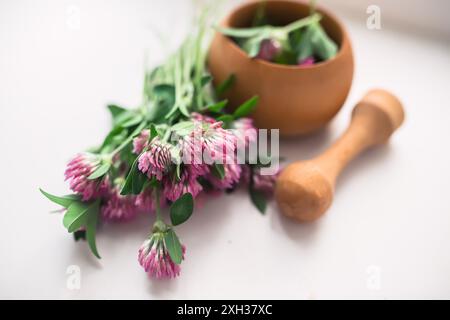 Un mazzo di fiori di trifoglio rosso fresco con foglie verdi giaceva su una superficie bianca accanto a un mortaio e pestello di ceramica marrone. Foto Stock