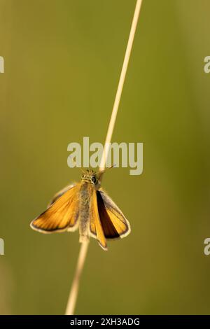 Uno skipper europeo (skipper Essex, Thymelicus Lineola) seduto su un rimorchio di fronte a uno sfondo sfocato Foto Stock