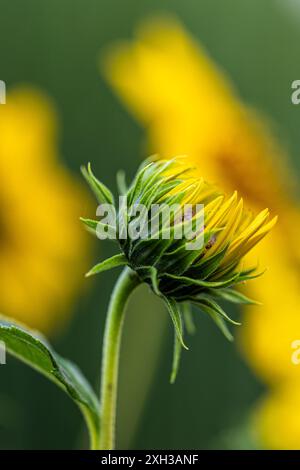 Un girasole (helianthus annuus) breve prima di fiorire con sfondo sfocato Foto Stock