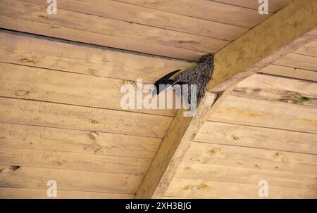 Inghiottire il nido sotto un tetto di legno con un pulcino. Foto Stock