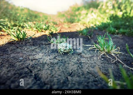 Un giovane rospo verde europeo (rospo variabile, Bufo viridis) su terra secca. Colorazione simile (non in questo caso) e secrezioni tossiche sulla pelle. Op Foto Stock