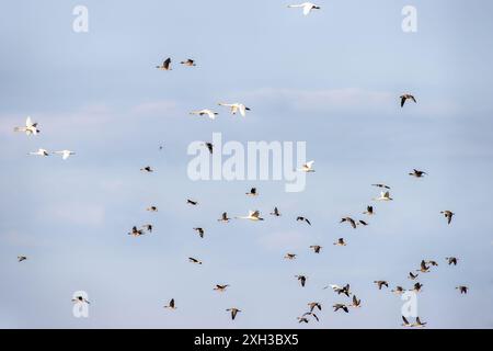 Confezione mista di fagioli (Anser fabalis) e cigno (Cygnus cygnus) sui campi invernali e sulle foreste durante l'inverno in Europa Foto Stock