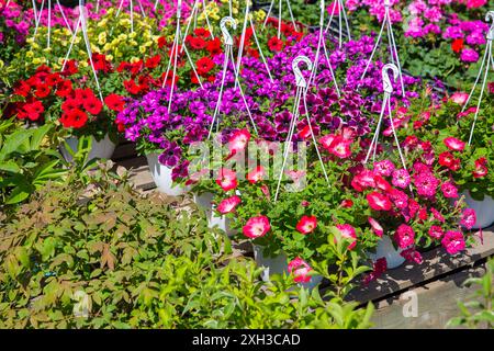 Magnifica fioritura di delicati fiori decorativi sulfinio in vasi in vendita da vicino al mercato. Pentole con ganci per appendere. Foto Stock