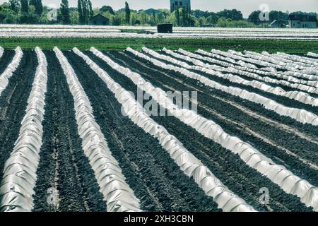 Coltivare verdure sotto un film e in una serra su scala industriale, orticoltura protetta Foto Stock