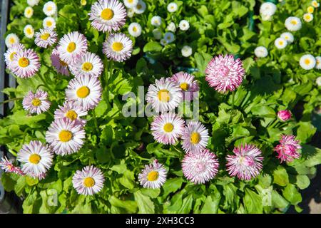 Rosa bianco, fiori a margherita sullo sfondo, primo piano all'aperto. Foto Stock