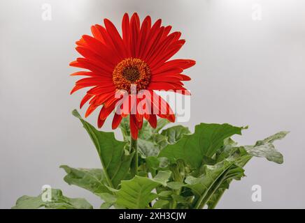 Foto in studio del fiore rosso di gerbera con il primo piano delle foglie verdi contro il bianco. Foto Stock